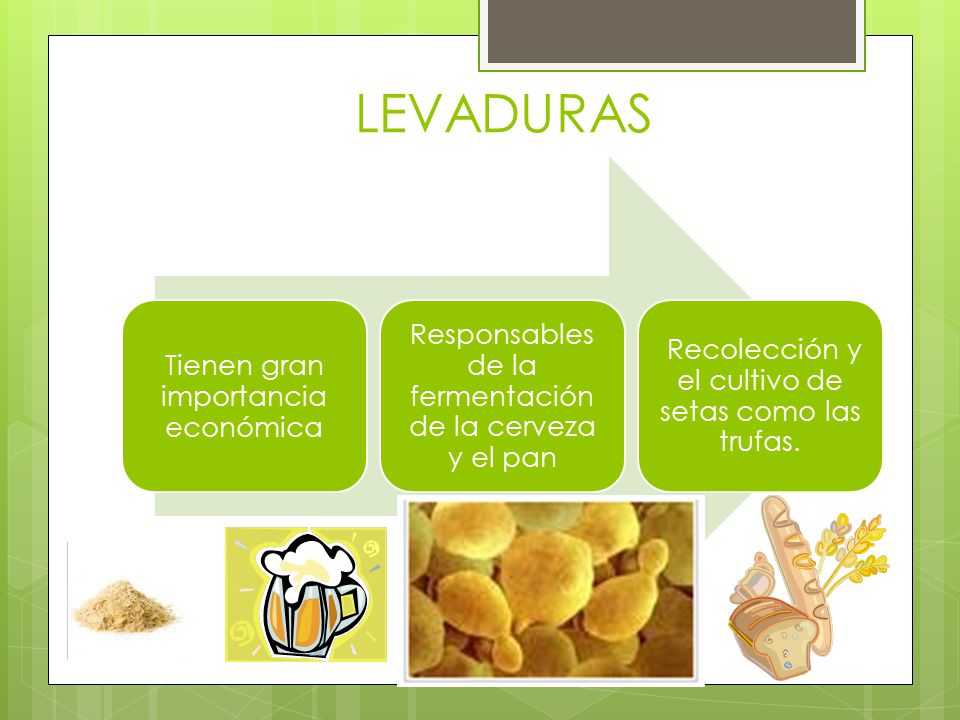 Aplicaciones de los hongos en la medicina